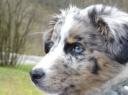 Originally used solely as a herding dog, the australian shepherd has bec. Hd Wallpaper Close Up Photography Of Blue Merle Australian Shepherd Puppy On Outdoors Wallpaper Flare