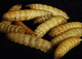 They're so efficient at this that the black soldier fly larva has a life cycle of only 6 weeks. Fly Larvae Potential Fish Feed Aquaculture North America