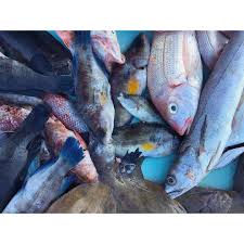 Ma Partouze Preferee Fish Instagram