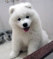 The Proposal Photo Cute As Dog D Samoyed Puppy Miniature Dogs Dogs And Kids