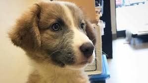 An australian shepherd husky mix is an inquisitive, canny little guy that is continually in a hurry. This Adorable Great Pyrenees Australian Shepherd Mix In Nashville Needs A Home
