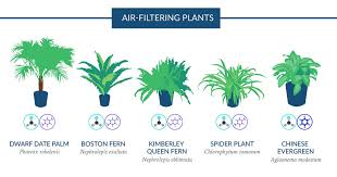 Nasa Reveals A List Of The Best Air Cleaning Plants For Your Home Air Filtering Plants Air Cleaning Plants Plants