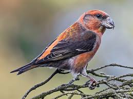 Image result for Lastreopsis currorii