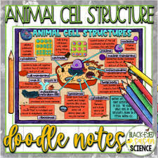 It helps in the synthesis and transport of chemical compound from and into. Animal Cell Structures Doodle Notes Quiz By Black Eyed Susan Science
