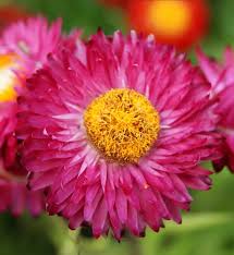 Image result for Helichrysum globosum