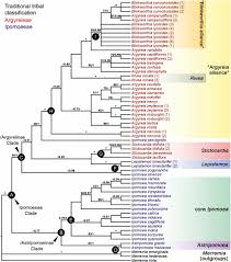 Image result for Astripomoea