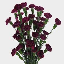 Bouquets, baskets & gifts in 48hrs. Deep Purple Carnations