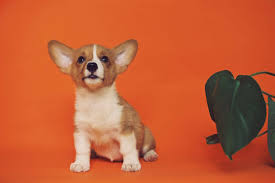 Loving every minute of it. A Guide To Making Extra Cash With Pet Portraits