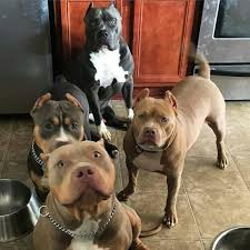 Pitbullpics Pitbulls Pitbull Terrier Bull Terrier Dog