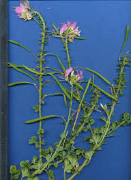 Image result for Cleome stricta