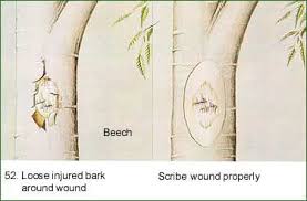 Maybe you would like to learn more about one of these? How To Treat Tree Trunk Wounds