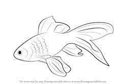 Learn How To Draw A Gold Fish Fishes Step By Step Drawing Tutorials Easy Fish Drawing Fish Drawings Fish Sketch