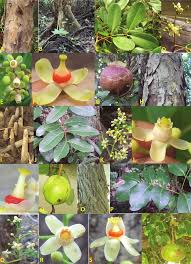 Image result for Xylocarpus