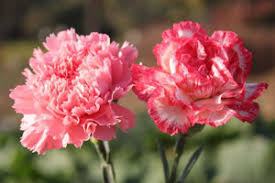 Let's embark on a journey of marriage, shall we? Name That Flower Quiz Trivia Carnation Peony Lily Daisy