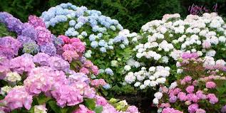We did not find results for: 20 Best Perennial Flowers Easy Perennial Plants To Grow