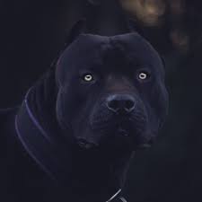 Light Is Easy To Love Show Me Your Darkness Xdp Prague Headshot Sunset Dusk Model Beauty Beast Dark Pitbull Terrier Pitbull Dog Bully Breeds Dogs