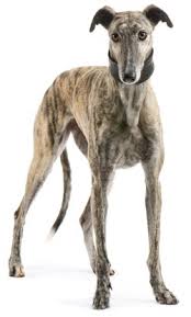 Greyhounds primates, released 15 june 2020 1. Greyhounds What S Good About Em What S Bad About Em
