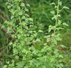 Image result for Pavonia leptocalyx