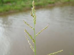 Image result for Steinchisma laxum