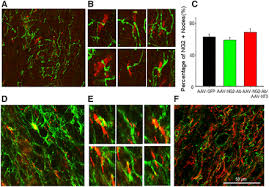Image result for Dark Hunter Green 1996 AAV