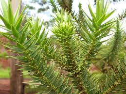 Enjoy the best deals on araucaria bonsai from alibaba.com. Folhas De Araucaria Angustifolia O Pinheiro Do Parana Fotografia Mateus Hidalgo Perfect Plants Plants Tree Forest