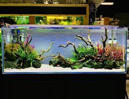 Best Nature Aquascape In 2020 Aquascape Aquarium Aquascape Fresh Water Fish Tank