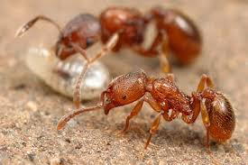 Image result for Stenostelma