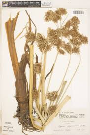 Image result for Ipomoea linosepala