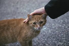 Ginger Stray Cat Cats Stray Cat Animals