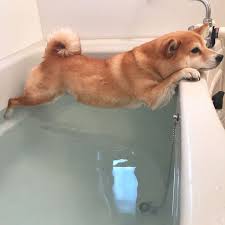 Image result for doggo pictures
