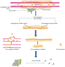 Tumor Angiogenesis And Anti Angiogenic Gene Therapy For