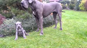 Only guaranteed quality, healthy puppies. Vrh E Nar 1 9 2013 6 Tydnu Great Dane Puppies For Sale Ii Youtube