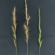 Image result for Andropogon festuciformis