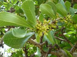Image result for Strychnos madagascariensis