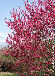 Image result for Prunus persica