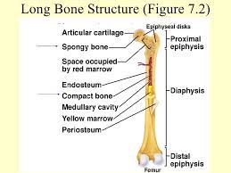 The tough membrane covering the shaft of the bone. Ch7 Ppt Lect
