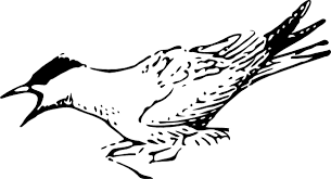 Your feedback is always appreciated, so please feel free to contact me with any of your questions or comme Arctic Tern Coloring Page Animals Town Free Arctic Tern Color Sheet