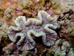 Image result for Raphidiocystis jeffreyana