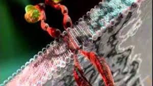 Mekanisme Aksi Tocilizumab Moko Apt Some patients may feel better as early as two weeks after starting treatment.