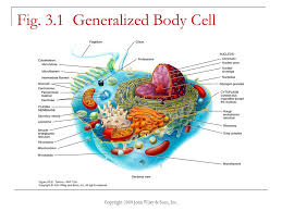 Operates as a research and learning company worldwide. Copyright 2009 John Wiley Sons Inc Chapter 3 The Cellular Level Of Organization Ppt Download