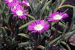 Image result for Delosperma tradescantioides