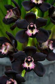 Cymbidium Kiwi Midnight Geyserland Orchid Orchids Black Flowers Black Orchid