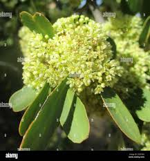 Image result for Gymnosporia senegalensis