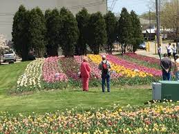 Michigan is home to plenty of popular outdoor destinations, but there's one underrated locale near our state's western shoreline that might have flown under your radar. Tulip Field Picture Of Window On The Waterfront Holland Tripadvisor