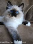 Himalayan Kittens for Sale - Adoptapet