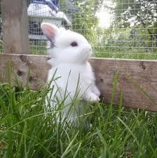 The Grass Is Always Greener On The Other Side Meme The Grass Is Always Greener On The Other Side Cute Animals Super Cute Animals Cute Little Animals