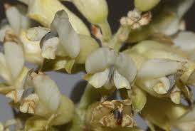 Image result for Otholobium foliosum