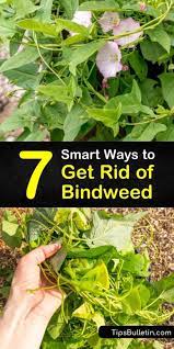Roots left in the soil after cultivation will regenerate in about two weeks. 7 Smart Ways To Get Rid Of Bindweed