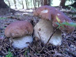 Für eine gesamtübersicht siehe die liste der naturschutzgebiete in tschechien Naturschutzgebiete In Tschechien Bohmerwald Rundfahrt