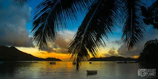The river birch's best feature is not its fall color, but rather its fascinating peeling bark, which is there for you to enjoy during winter, spring, summer, and fall. Palm Tree Beach Sunrise Praslin Island Seychelles Shoot Planet